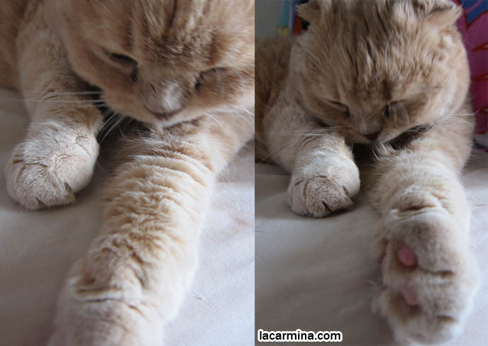 CATS WASHING FACE, CLEAN SCOTTISH FOLD KITTEN. LICKING PAWS, PINK TONGUE, BIG FEET. CAT SLEEPING ON BED, SNUGGLING, LYING DOWN WITH CLOSED EYES. AFFECTIONATE TAME CATS. FAT GARFIELD CAT, YELLOW OVERWEIGHT SCOTTISH FOLD. PROFESSIONAL PET PHOTOGRAPHER. PHOTOS OF CUTEST CAT IN THE WORLD. CONTEST FOR MOST ADORABLE KITTY. CATS RARE BREED, FAT CATS, BREEDERS OF COUPARI, TINY FOLDED EARS SCOTTISH FOLD PUREBRED CAT, BEST QUALITY SHOW BREED SCOTTISH FOLDS, CATS WITH NO EARS. sCOTTISH FOLD BREEDER KITTENS, スコティッシュフォールド, 猫