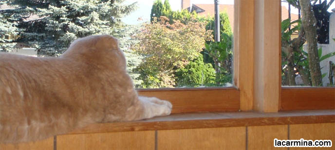 OUTDOOR VS INDOOR CATS. FAT CAT WAITING AT WINDOW SILL FOR FRIEND, TWO CATS PLAYING, STARING AT EACH OTHER. FAT GARFIELD CAT, YELLOW OVERWEIGHT SCOTTISH FOLD. Cutest cat ever, cutest cats in the world, best cats, RARE BREED felines, FAT CATS, yellow cream male british shorthair, TINY FOLDED EARS SCOTTISH FOLD PUREBRED CAT, BEST QUALITY SHOW BREED SCOTTISH FOLDS, CATS WITH NO EARS. sCOTTISH FOLD BREEDER KITTENS, スコティッシュフォールド, 猫