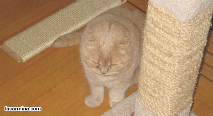 OUTDOOR VS INDOOR CATS. FAT CAT WAITING AT WINDOW SILL FOR FRIEND, TWO CATS PLAYING, STARING AT EACH OTHER. FAT GARFIELD CAT, YELLOW OVERWEIGHT SCOTTISH FOLD. Cutest cat ever, cutest cats in the world, best cats, RARE BREED felines, FAT CATS, yellow cream male british shorthair, TINY FOLDED EARS SCOTTISH FOLD PUREBRED CAT, BEST QUALITY SHOW BREED SCOTTISH FOLDS, CATS WITH NO EARS. sCOTTISH FOLD BREEDER KITTENS, スコティッシュフォールド, 猫