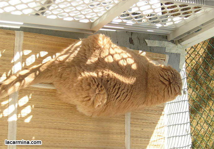 Outdoor Cat Patio Catio Showcase Building A Porch Enclosure For Pet Cats