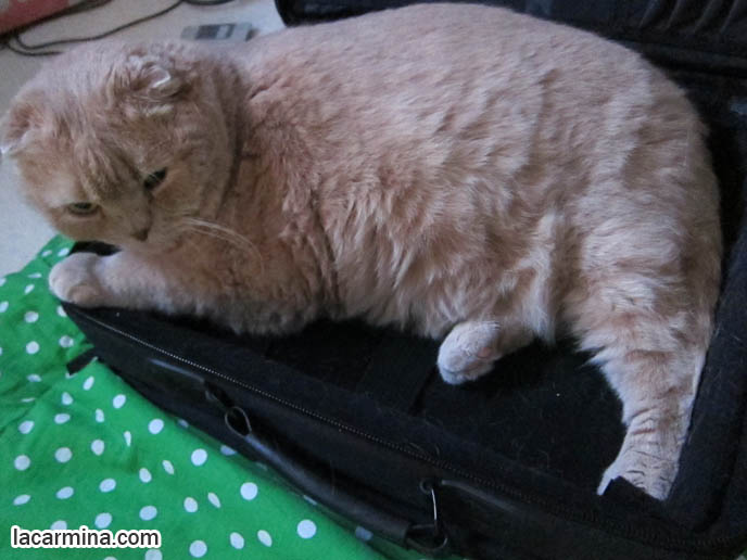 cutest scottish fold cat