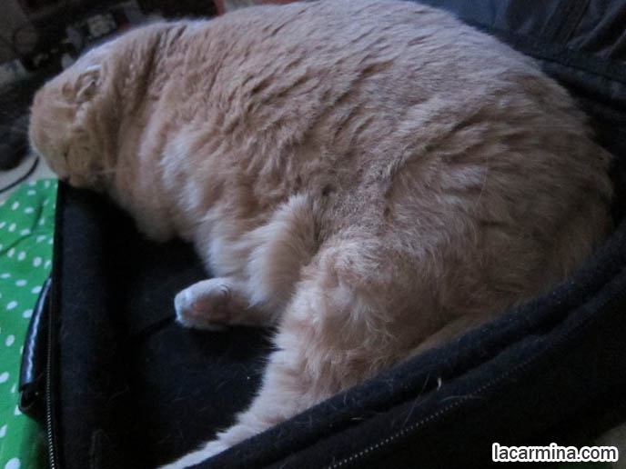 cutest scottish fold cat