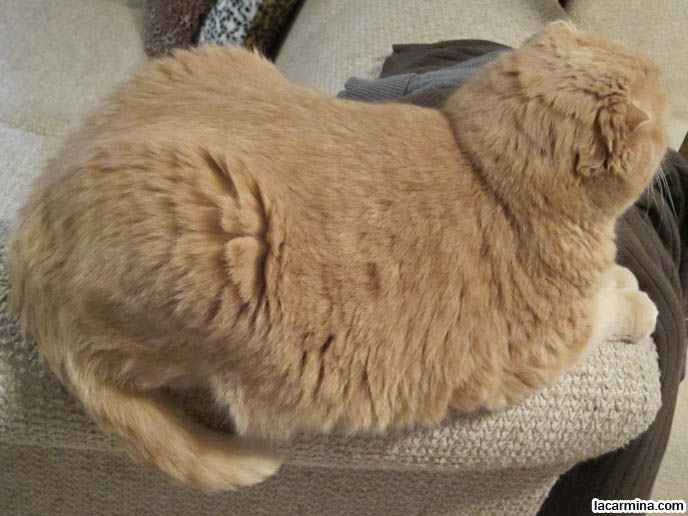 Short stubby chubby cat Hot 18 deepthroat sex tube