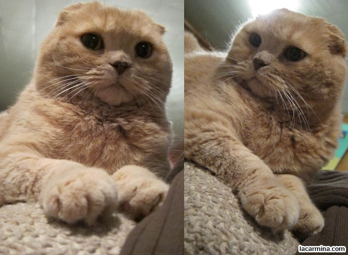 Short stubby chubby cat Ass fisting thumbs