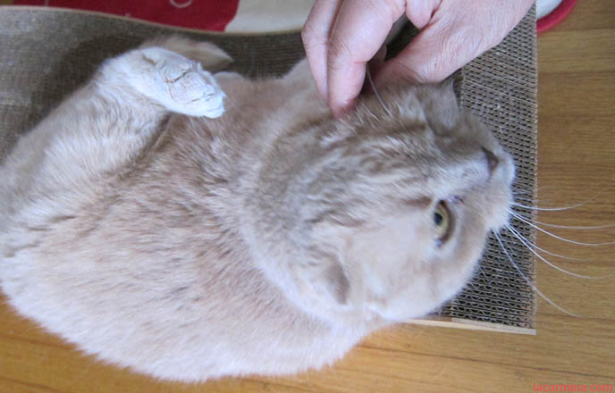 Where Can I Buy A Munchkin Cat In Nyc Where Can I Buy A Munchkin Cat In Nyc