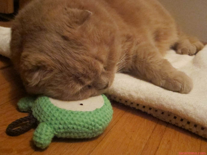 BABY LION CUB, FAMOUS CELEBRITY CAT SLEEPING ON BEAR FACE PILLOW. YELLOW LONG-HAIRED CATS, KITTENS. sCOTTISH FOLD CAT, BEST PET PHOTOS. CUTEST CAT EVER, MUNCHKIN KITTEN WITH SHORT PAWS. FUNNY FAT CAT, CUTEST CATS EVER. BABY BRITISH SHORTHAIR SCOTTISH FOLD FROM CERTIFIED BREEDER IN USA, NYC.  scottish fold cat, yellow garfield, fat cats, cutest cat ever, adorable kitties, kittens, stuff on my cat, lolcats, funny pet photos, basil farrow, pet photography, buy scottish fold kittens, breeders in usa, canada, where to buy munchkin kitten, british shorthair, rare tame breeds, best cat varieties pets