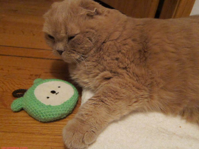 BABY LION CUB, FAMOUS CELEBRITY CAT SLEEPING ON BEAR FACE PILLOW. YELLOW LONG-HAIRED CATS, KITTENS. sCOTTISH FOLD CAT, BEST PET PHOTOS. CUTEST CAT EVER, MUNCHKIN KITTEN WITH SHORT PAWS. FUNNY FAT CAT, CUTEST CATS EVER. BABY BRITISH SHORTHAIR SCOTTISH FOLD FROM CERTIFIED BREEDER IN USA, NYC.  scottish fold cat, yellow garfield, fat cats, cutest cat ever, adorable kitties, kittens, stuff on my cat, lolcats, funny pet photos, basil farrow, pet photography, buy scottish fold kittens, breeders in usa, canada, where to buy munchkin kitten, british shorthair, rare tame breeds, best cat varieties pets