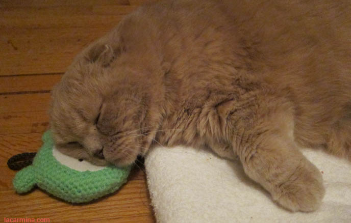BABY LION CUB, FAMOUS CELEBRITY CAT SLEEPING ON BEAR FACE PILLOW. YELLOW LONG-HAIRED CATS, KITTENS. sCOTTISH FOLD CAT, BEST PET PHOTOS. CUTEST CAT EVER, MUNCHKIN KITTEN WITH SHORT PAWS. FUNNY FAT CAT, CUTEST CATS EVER. BABY BRITISH SHORTHAIR SCOTTISH FOLD FROM CERTIFIED BREEDER IN USA, NYC.  scottish fold cat, yellow garfield, fat cats, cutest cat ever, adorable kitties, kittens, stuff on my cat, lolcats, funny pet photos, basil farrow, pet photography, buy scottish fold kittens, breeders in usa, canada, where to buy munchkin kitten, british shorthair, rare tame breeds, best cat varieties pets