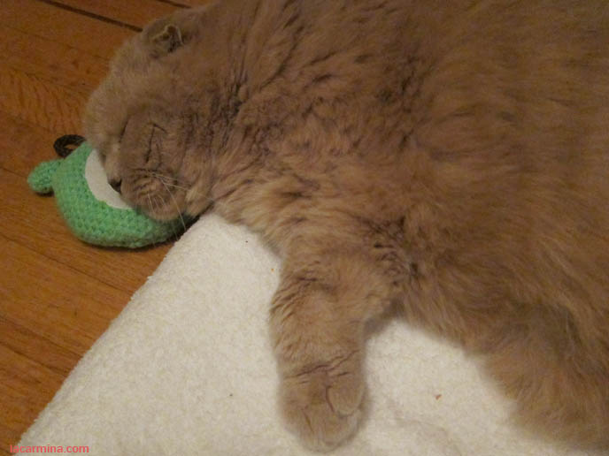 BABY LION CUB, FAMOUS CELEBRITY CAT SLEEPING ON BEAR FACE PILLOW. YELLOW LONG-HAIRED CATS, KITTENS. sCOTTISH FOLD CAT, BEST PET PHOTOS. CUTEST CAT EVER, MUNCHKIN KITTEN WITH SHORT PAWS. FUNNY FAT CAT, CUTEST CATS EVER. BABY BRITISH SHORTHAIR SCOTTISH FOLD FROM CERTIFIED BREEDER IN USA, NYC.  scottish fold cat, yellow garfield, fat cats, cutest cat ever, adorable kitties, kittens, stuff on my cat, lolcats, funny pet photos, basil farrow, pet photography, buy scottish fold kittens, breeders in usa, canada, where to buy munchkin kitten, british shorthair, rare tame breeds, best cat varieties pets