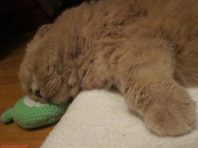 BABY LION CUB, FAMOUS CELEBRITY CAT SLEEPING ON BEAR FACE PILLOW. YELLOW LONG-HAIRED CATS, KITTENS. sCOTTISH FOLD CAT, BEST PET PHOTOS. CUTEST CAT EVER, MUNCHKIN KITTEN WITH SHORT PAWS. FUNNY FAT CAT, CUTEST CATS EVER. BABY BRITISH SHORTHAIR SCOTTISH FOLD FROM CERTIFIED BREEDER IN USA, NYC.  scottish fold cat, yellow garfield, fat cats, cutest cat ever, adorable kitties, kittens, stuff on my cat, lolcats, funny pet photos, basil farrow, pet photography, buy scottish fold kittens, breeders in usa, canada, where to buy munchkin kitten, british shorthair, rare tame breeds, best cat varieties pets