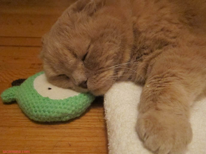 BABY LION CUB, FAMOUS CELEBRITY CAT SLEEPING ON BEAR FACE PILLOW. YELLOW LONG-HAIRED CATS, KITTENS. sCOTTISH FOLD CAT, BEST PET PHOTOS. CUTEST CAT EVER, MUNCHKIN KITTEN WITH SHORT PAWS. FUNNY FAT CAT, CUTEST CATS EVER. BABY BRITISH SHORTHAIR SCOTTISH FOLD FROM CERTIFIED BREEDER IN USA, NYC.  scottish fold cat, yellow garfield, fat cats, cutest cat ever, adorable kitties, kittens, stuff on my cat, lolcats, funny pet photos, basil farrow, pet photography, buy scottish fold kittens, breeders in usa, canada, where to buy munchkin kitten, british shorthair, rare tame breeds, best cat varieties pets