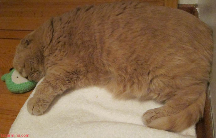 BABY LION CUB, FAMOUS CELEBRITY CAT SLEEPING ON BEAR FACE PILLOW. YELLOW LONG-HAIRED CATS, KITTENS. sCOTTISH FOLD CAT, BEST PET PHOTOS. CUTEST CAT EVER, MUNCHKIN KITTEN WITH SHORT PAWS. FUNNY FAT CAT, CUTEST CATS EVER. BABY BRITISH SHORTHAIR SCOTTISH FOLD FROM CERTIFIED BREEDER IN USA, NYC.  scottish fold cat, yellow garfield, fat cats, cutest cat ever, adorable kitties, kittens, stuff on my cat, lolcats, funny pet photos, basil farrow, pet photography, buy scottish fold kittens, breeders in usa, canada, where to buy munchkin kitten, british shorthair, rare tame breeds, best cat varieties pets