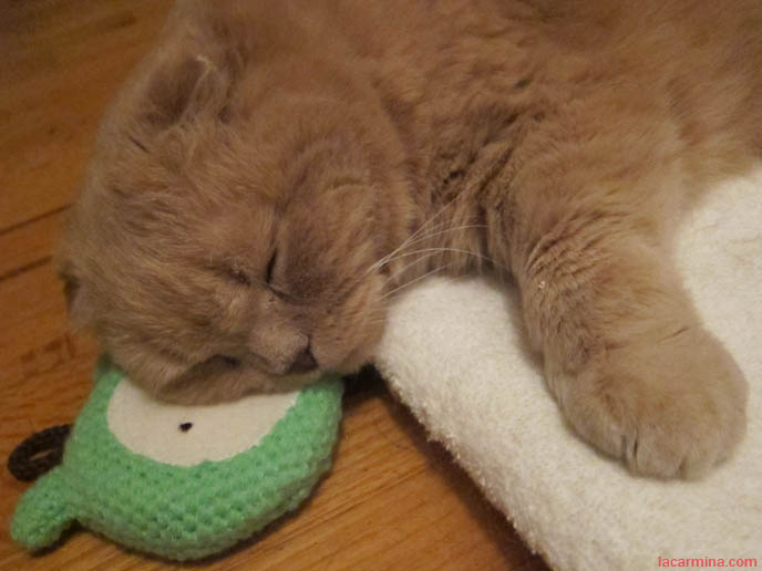 BABY LION CUB, FAMOUS CELEBRITY CAT SLEEPING ON BEAR FACE PILLOW. YELLOW LONG-HAIRED CATS, KITTENS. sCOTTISH FOLD CAT, BEST PET PHOTOS. CUTEST CAT EVER, MUNCHKIN KITTEN WITH SHORT PAWS. FUNNY FAT CAT, CUTEST CATS EVER. BABY BRITISH SHORTHAIR SCOTTISH FOLD FROM CERTIFIED BREEDER IN USA, NYC.  scottish fold cat, yellow garfield, fat cats, cutest cat ever, adorable kitties, kittens, stuff on my cat, lolcats, funny pet photos, basil farrow, pet photography, buy scottish fold kittens, breeders in usa, canada, where to buy munchkin kitten, british shorthair, rare tame breeds, best cat varieties pets