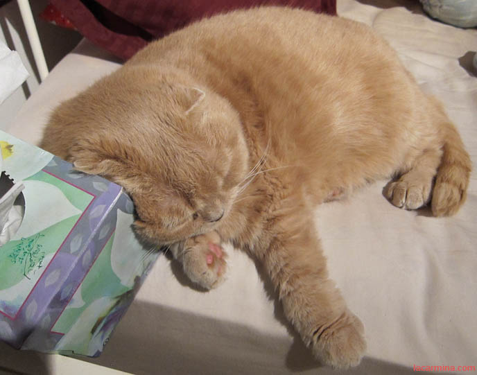 my sleeps against me cutest scottish fold cat in the world basil farrow cats kittens my sleeps against me cutest scottish fold cat in the world basil farrow cats kittens