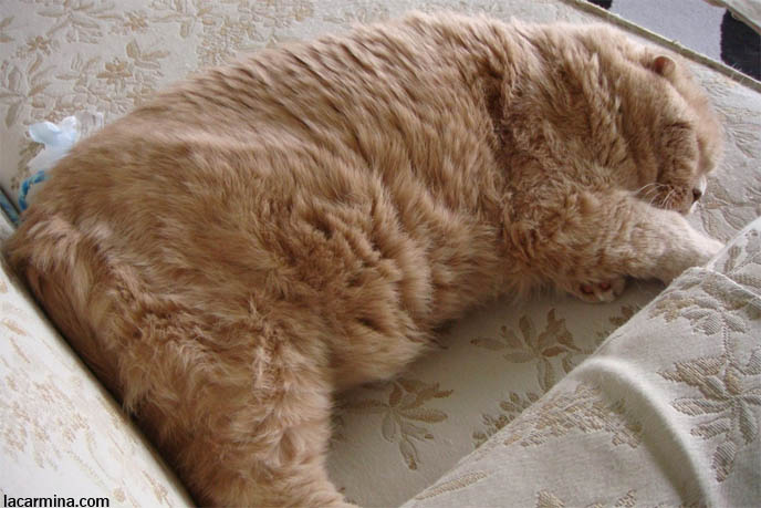 FUNNY FAT CAT PHOTOS: LYING funny fat cat pictures. FUNNY FAT CAT PHOTOS: LYING