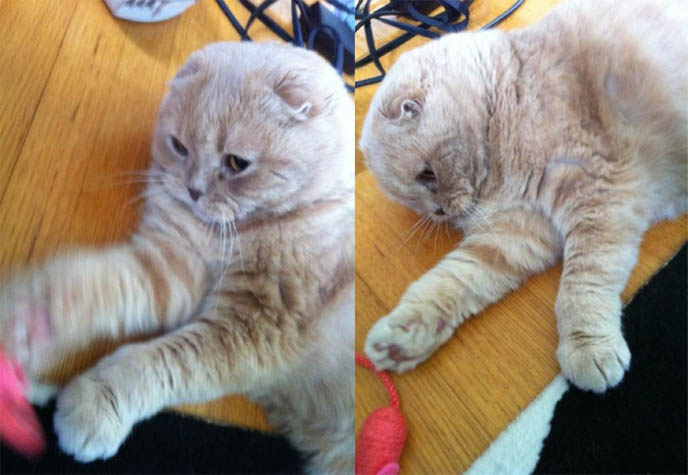 KINDEST GENTLEST SMARTEST BREED OF CAT: SCOTTISH FOLD. FOLDED EARS, ROUND FACE, ROUND BODY CATS. FUNNY PETS, KAWAII NEKO, JAPANESE WORD FOR CUTE CAT. ADORABLE PUDGY FUZZY BALL OF FUR, FAT GARFIELD PET CATS. SCOTTISH FOLD KITTENS FOR SALE, BREEDERS. SHOW WINNING PUREBRED CATS, COUPARI, BRITISH SHORTHAIR CREAM YELLOW CAT. Scottish fold cat, cutest cat in the world, cutest cat ever, cute cat, scottish folds, kittens, funny looking cat, folded ears, earless cat, no ears, purebred cats, cute pets, pet contest, show cat winner, award winning cats, celebrity kitty, neko, basil farrow, Ronan Farrow, mia farrow, lacarmina, la carmina, famous cats, adorable klitty, funny pet photos. japanese cat blog