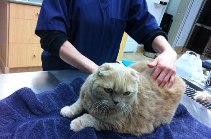 KINDEST GENTLEST SMARTEST BREED OF CAT: SCOTTISH FOLD. FOLDED EARS, ROUND FACE, ROUND BODY CATS. FUNNY PETS, KAWAII NEKO, JAPANESE WORD FOR CUTE CAT. ADORABLE PUDGY FUZZY BALL OF FUR, FAT GARFIELD PET CATS. SCOTTISH FOLD KITTENS FOR SALE, BREEDERS. SHOW WINNING PUREBRED CATS, COUPARI, BRITISH SHORTHAIR CREAM YELLOW CAT. Scottish fold cat, cutest cat in the world, cutest cat ever, cute cat, scottish folds, kittens, funny looking cat, folded ears, earless cat, no ears, purebred cats, cute pets, pet contest, show cat winner, award winning cats, celebrity kitty, neko, basil farrow, Ronan Farrow, mia farrow, lacarmina, la carmina, famous cats, adorable klitty, funny pet photos. japanese cat blog