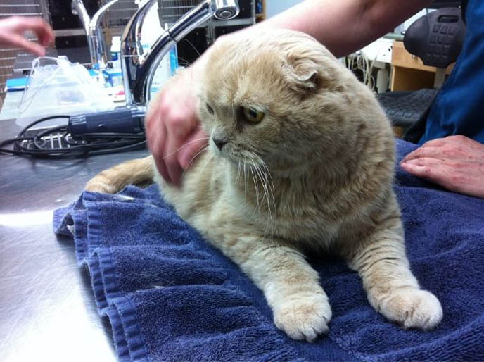 KINDEST GENTLEST SMARTEST BREED OF CAT: SCOTTISH FOLD. FOLDED EARS, ROUND FACE, ROUND BODY CATS. FUNNY PETS, KAWAII NEKO, JAPANESE WORD FOR CUTE CAT. ADORABLE PUDGY FUZZY BALL OF FUR, FAT GARFIELD PET CATS. SCOTTISH FOLD KITTENS FOR SALE, BREEDERS. SHOW WINNING PUREBRED CATS, COUPARI, BRITISH SHORTHAIR CREAM YELLOW CAT. Scottish fold cat, cutest cat in the world, cutest cat ever, cute cat, scottish folds, kittens, funny looking cat, folded ears, earless cat, no ears, purebred cats, cute pets, pet contest, show cat winner, award winning cats, celebrity kitty, neko, basil farrow, Ronan Farrow, mia farrow, lacarmina, la carmina, famous cats, adorable klitty, funny pet photos. japanese cat blog