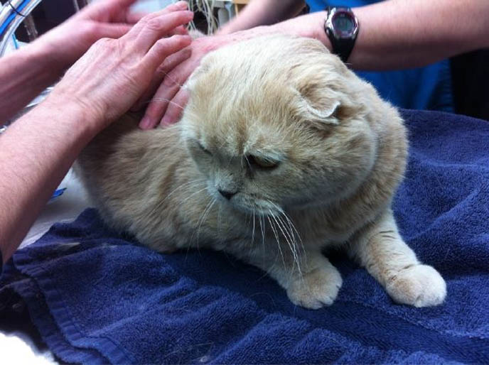 KINDEST GENTLEST SMARTEST BREED OF CAT: SCOTTISH FOLD. FOLDED EARS, ROUND FACE, ROUND BODY CATS. FUNNY PETS, KAWAII NEKO, JAPANESE WORD FOR CUTE CAT. ADORABLE PUDGY FUZZY BALL OF FUR, FAT GARFIELD PET CATS. SCOTTISH FOLD KITTENS FOR SALE, BREEDERS. SHOW WINNING PUREBRED CATS, COUPARI, BRITISH SHORTHAIR CREAM YELLOW CAT. Scottish fold cat, cutest cat in the world, cutest cat ever, cute cat, scottish folds, kittens, funny looking cat, folded ears, earless cat, no ears, purebred cats, cute pets, pet contest, show cat winner, award winning cats, celebrity kitty, neko, basil farrow, Ronan Farrow, mia farrow, lacarmina, la carmina, famous cats, adorable klitty, funny pet photos. japanese cat blog