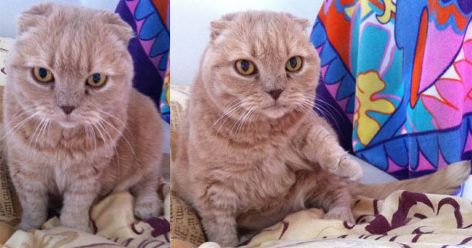 RONAN FARROW & MIA FARROW'S PET CAT, SCOTTISH FOLD BASIL FARROW. CUTEST CATS EVER, CELEBRITY PETS, FAMOUS CATS. KINDEST GENTLEST SMARTEST BREED OF CAT: SCOTTISH FOLD. FOLDED EARS, ROUND FACE, ROUND BODY CATS. FUNNY PETS, KAWAII NEKO, JAPANESE WORD FOR CUTE CAT. ADORABLE PUDGY FUZZY BALL OF FUR, FAT GARFIELD PET CATS. SCOTTISH FOLD KITTENS FOR SALE, BREEDERS. SHOW WINNING PUREBRED CATS, COUPARI, BRITISH SHORTHAIR CREAM YELLOW CAT. Scottish fold cat, cutest cat in the world, cutest cat ever, cute cat, scottish folds, kittens, funny looking cat, SCOTTISH FOLD KITTENS FOR SALE, BREEDERS OF PUREBRED QUALITY SHOW CATS. YELLOW FUR FAT CAT, RARE BREEDS.  lacarmina, la carmina, famous cats, adorable klitty, funny pet photos. japanese cat blog