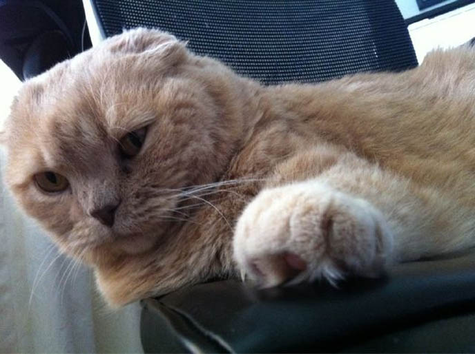 RONAN FARROW & MIA FARROW'S PET CAT, SCOTTISH FOLD BASIL FARROW. CUTEST CATS EVER, CELEBRITY PETS, FAMOUS CATS. KINDEST GENTLEST SMARTEST BREED OF CAT: SCOTTISH FOLD. FOLDED EARS, ROUND FACE, ROUND BODY CATS. FUNNY PETS, KAWAII NEKO, JAPANESE WORD FOR CUTE CAT. ADORABLE PUDGY FUZZY BALL OF FUR, FAT GARFIELD PET CATS. SCOTTISH FOLD KITTENS FOR SALE, BREEDERS. SHOW WINNING PUREBRED CATS, COUPARI, BRITISH SHORTHAIR CREAM YELLOW CAT. Scottish fold cat, cutest cat in the world, cutest cat ever, cute cat, scottish folds, kittens, funny looking cat, SCOTTISH FOLD KITTENS FOR SALE, BREEDERS OF PUREBRED QUALITY SHOW CATS. YELLOW FUR FAT CAT, RARE BREEDS.  lacarmina, la carmina, famous cats, adorable klitty, funny pet photos. japanese cat blog