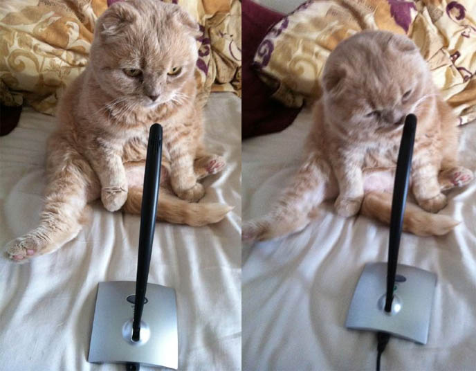 RONAN FARROW & MIA FARROW'S PET CAT, SCOTTISH FOLD BASIL FARROW. CUTEST CATS EVER, CELEBRITY PETS, FAMOUS CATS. KINDEST GENTLEST SMARTEST BREED OF CAT: SCOTTISH FOLD. FOLDED EARS, ROUND FACE, ROUND BODY CATS. FUNNY PETS, KAWAII NEKO, JAPANESE WORD FOR CUTE CAT. ADORABLE PUDGY FUZZY BALL OF FUR, FAT GARFIELD PET CATS. SCOTTISH FOLD KITTENS FOR SALE, BREEDERS. SHOW WINNING PUREBRED CATS, COUPARI, BRITISH SHORTHAIR CREAM YELLOW CAT. Scottish fold cat, cutest cat in the world, cutest cat ever, CUTE PET CONTEST, PROFESSIONAL CAT PHOTOS, PETS PHOTOGRAPHY. DIETS FOR FAT CATS.  scottish folds, kittens, funny looking cat, SCOTTISH FOLD KITTENS FOR SALE, BREEDERS OF PUREBRED QUALITY SHOW CATS. YELLOW FUR FAT CAT, RARE BREEDS.  lacarmina, la carmina, famous cats, adorable klitty, funny pet photos. japanese cat blog