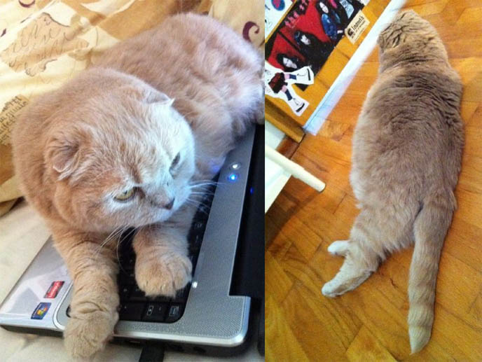 SCOTTISH FOLD SITTING ON LAPTOP, MEOWING, RONAN FARROW & MIA FARROW'S PET CAT, SCOTTISH FOLD BASIL FARROW. CUTEST CATS EVER, CELEBRITY PETS, FAMOUS CATS. KINDEST GENTLEST SMARTEST BREED OF CAT: SCOTTISH FOLD. FOLDED EARS, ROUND FACE, ROUND BODY CATS. FUNNY PETS, KAWAII NEKO, JAPANESE WORD FOR CUTE CAT. ADORABLE PUDGY FUZZY BALL OF FUR, FAT GARFIELD PET CATS. SCOTTISH FOLD KITTENS FOR SALE, BREEDERS. SHOW WINNING PUREBRED CATS, COUPARI, BRITISH SHORTHAIR CREAM YELLOW CAT. Scottish fold cat, cutest cat in the world, cutest cat ever, CUTE PET CONTEST, PROFESSIONAL CAT PHOTOS, PETS PHOTOGRAPHY. DIETS FOR FAT CATS.  scottish folds, kittens, funny looking cat, SCOTTISH FOLD KITTENS FOR SALE, BREEDERS OF PUREBRED QUALITY SHOW CATS. YELLOW FUR FAT CAT, RARE BREEDS.  lacarmina, la carmina, famous cats, adorable klitty, funny pet photos. japanese cat blog
