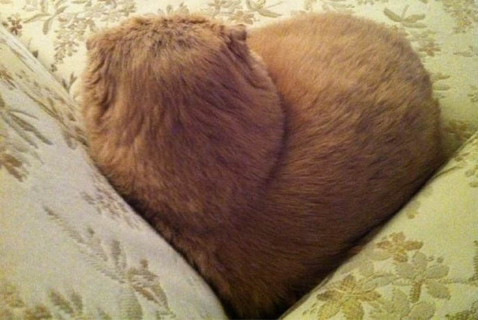 WHY DO CATS JUMP ON YOUR CHAIR, TAKE THE BEST SPOT IN THE HOUSE? STRANGE FELINE BEHAVIORS, FUNNY HABITS OF PETS. SCOTTISH FOLD SITTING ON LAPTOP, MEOWING, RONAN FARROW & MIA FARROW'S PET CAT, SCOTTISH FOLD BASIL FARROW. CUTEST CATS EVER, CELEBRITY PETS, FAMOUS CATS. KINDEST GENTLEST SMARTEST BREED OF CAT: SCOTTISH FOLD. FOLDED EARS, ROUND FACE, ROUND BODY CATS. FUNNY PETS, KAWAII NEKO, JAPANESE WORD FOR CUTE CAT. ADORABLE PUDGY FUZZY BALL OF FUR, FAT GARFIELD PET CATS. SCOTTISH FOLD KITTENS FOR SALE, BREEDERS. SHOW WINNING PUREBRED CATS, COUPARI, BRITISH SHORTHAIR CREAM YELLOW CAT. Scottish fold cat, cutest cat in the world, cutest cat ever, CUTE PET CONTEST, PROFESSIONAL CAT PHOTOS, PETS PHOTOGRAPHY. DIETS FOR FAT CATS.  scottish folds, kittens, funny looking cat, SCOTTISH FOLD KITTENS FOR SALE, BREEDERS OF PUREBRED QUALITY SHOW CATS. YELLOW FUR FAT CAT, RARE BREEDS.  lacarmina, la carmina, famous cats, adorable klitty, funny pet photos. japanese cat blog