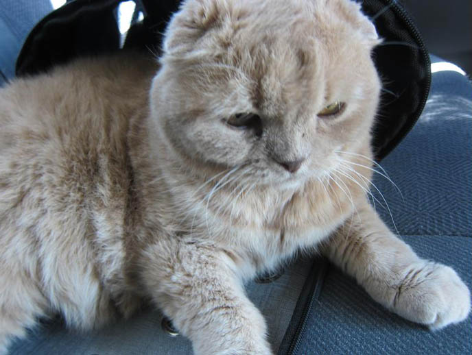 TIPS FOR TRAVELING WITH PETS, TAKING CATS FOR CAR RIDES. PET TRAVEL, DESIGNER CARRYING CASES FOR SCOTTISH FOLDS. KINDEST GENTLEST SMARTEST BREED OF CAT: SCOTTISH FOLD. FOLDED EARS, SCOTTISH FOLD KITTENS FOR SALE, BREEDERS. SHOW WINNING PUREBRED CATS, COUPARI, BRITISH SHORTHAIR CREAM YELLOW CAT. Scottish fold cat, cutest cat in the world, cutest cat ever, cute cat, scottish folds, kittens, funny looking cat, folded ears, earless cat, no ears, purebred cats, cute pets, pet contest, show cat winner, award winning cats, celebrity kitty, neko, basil farrow, Ronan Farrow, mia farrow, lacarmina, la carmina, famous cats, adorable klitty, funny pet photos. japanese cat blog