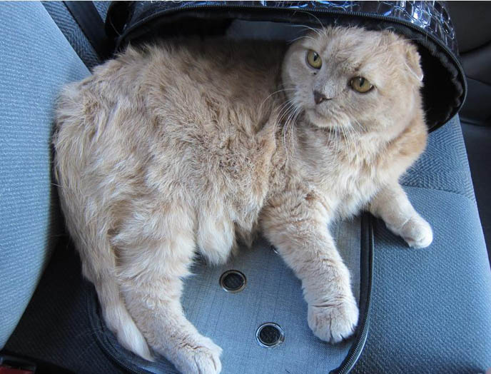 TIPS FOR TRAVELING WITH PETS, TAKING CATS FOR CAR RIDES. PET TRAVEL, DESIGNER CARRYING CASES FOR SCOTTISH FOLDS. KINDEST GENTLEST SMARTEST BREED OF CAT: SCOTTISH FOLD. FOLDED EARS, SCOTTISH FOLD KITTENS FOR SALE, BREEDERS. SHOW WINNING PUREBRED CATS, COUPARI, BRITISH SHORTHAIR CREAM YELLOW CAT. Scottish fold cat, cutest cat in the world, cutest cat ever, cute cat, scottish folds, kittens, funny looking cat, folded ears, earless cat, no ears, purebred cats, cute pets, pet contest, show cat winner, award winning cats, celebrity kitty, neko, basil farrow, Ronan Farrow, mia farrow, lacarmina, la carmina, famous cats, adorable klitty, funny pet photos. japanese cat blog