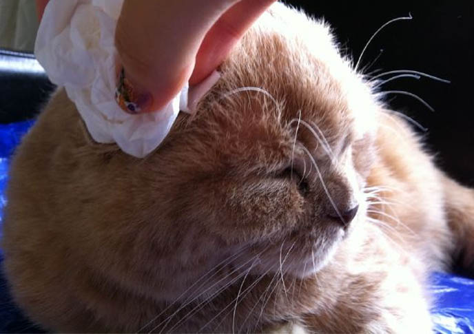 CLEANING SCOTTISH FOLD CAT'S FOLDED EARS. GIVING CATS BATHS, HOW TO WASH A CAT. TIPS FOR TRAVELING WITH PETS, TAKING CATS FOR CAR RIDES. PET TRAVEL, DESIGNER CARRYING CASES FOR SCOTTISH FOLDS. KINDEST GENTLEST SMARTEST BREED OF CAT: SCOTTISH FOLD. FOLDED EARS, SCOTTISH FOLD KITTENS FOR SALE, BREEDERS. SHOW WINNING PUREBRED CATS, COUPARI, BRITISH SHORTHAIR CREAM YELLOW CAT. Scottish fold cat, cutest cat in the world, cutest cat ever, cute cat, scottish folds, kittens, funny looking cat, folded ears, earless cat, no ears, purebred cats, cute pets, pet contest, show cat winner, award winning cats, celebrity kitty, neko, basil farrow, Ronan Farrow, mia farrow, lacarmina, la carmina, famous cats, adorable klitty, funny pet photos. japanese cat blog