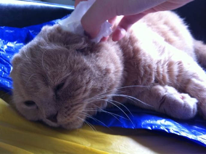 CLEANING SCOTTISH FOLD CAT'S FOLDED EARS. GIVING CATS BATHS, HOW TO WASH A CAT. TIPS FOR TRAVELING WITH PETS, TAKING CATS FOR CAR RIDES. PET TRAVEL, DESIGNER CARRYING CASES FOR SCOTTISH FOLDS. KINDEST GENTLEST SMARTEST BREED OF CAT: SCOTTISH FOLD. FOLDED EARS, SCOTTISH FOLD KITTENS FOR SALE, BREEDERS. SHOW WINNING PUREBRED CATS, COUPARI, BRITISH SHORTHAIR CREAM YELLOW CAT. Scottish fold cat, cutest cat in the world, cutest cat ever, cute cat, scottish folds, kittens, funny looking cat, folded ears, earless cat, no ears, purebred cats, cute pets, pet contest, show cat winner, award winning cats, celebrity kitty, neko, basil farrow, Ronan Farrow, mia farrow, lacarmina, la carmina, famous cats, adorable klitty, funny pet photos. japanese cat blog