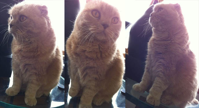 TIPS FOR TRAVELING WITH PETS, TAKING CATS FOR CAR RIDES. PET TRAVEL, DESIGNER CARRYING CASES FOR SCOTTISH FOLDS. KINDEST GENTLEST SMARTEST BREED OF CAT: SCOTTISH FOLD. FOLDED EARS, SCOTTISH FOLD KITTENS FOR SALE, BREEDERS. SHOW WINNING PUREBRED CATS, COUPARI, BRITISH SHORTHAIR CREAM YELLOW CAT. Scottish fold cat, cutest cat in the world, cutest cat ever, cute cat, scottish folds, kittens, funny looking cat, folded ears, earless cat, no ears, purebred cats, cute pets, pet contest, show cat winner, award winning cats, celebrity kitty, neko, basil farrow, Ronan Farrow, mia farrow, lacarmina, la carmina, famous cats, adorable klitty, funny pet photos. japanese cat blog