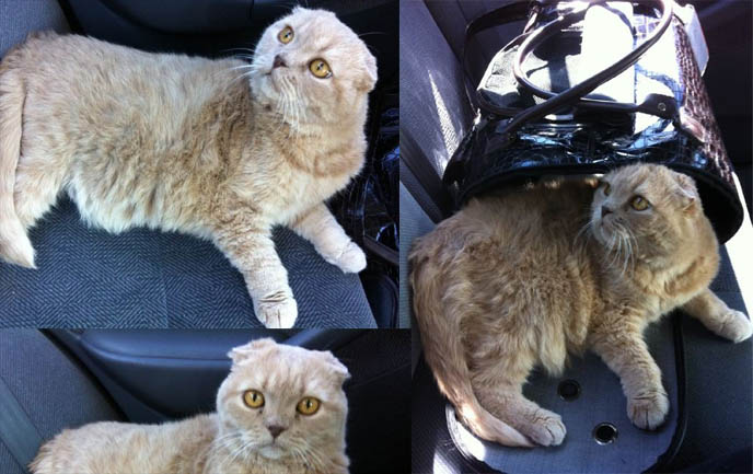 TIPS FOR TRAVELING WITH PETS, TAKING CATS FOR CAR RIDES. PET TRAVEL, DESIGNER CARRYING CASES FOR SCOTTISH FOLDS. KINDEST GENTLEST SMARTEST BREED OF CAT: SCOTTISH FOLD. FOLDED EARS, SCOTTISH FOLD KITTENS FOR SALE, BREEDERS. SHOW WINNING PUREBRED CATS, COUPARI, BRITISH SHORTHAIR CREAM YELLOW CAT. Scottish fold cat, cutest cat in the world, cutest cat ever, cute cat, scottish folds, kittens, funny looking cat, folded ears, earless cat, no ears, purebred cats, cute pets, pet contest, show cat winner, award winning cats, celebrity kitty, neko, basil farrow, Ronan Farrow, mia farrow, lacarmina, la carmina, famous cats, adorable klitty, funny pet photos. japanese cat blog