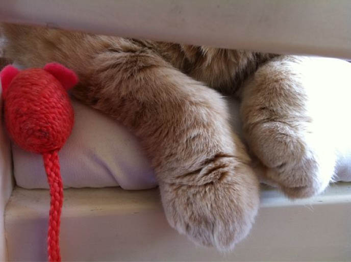 CLEANING SCOTTISH FOLD CAT'S FOLDED EARS. GIVING CATS BATHS, HOW TO WASH A CAT. TIPS FOR TRAVELING WITH PETS, TAKING CATS FOR CAR RIDES. PET TRAVEL, DESIGNER CARRYING CASES FOR SCOTTISH FOLDS. KINDEST GENTLEST SMARTEST BREED OF CAT: SCOTTISH FOLD. FOLDED EARS, SCOTTISH FOLD KITTENS FOR SALE, BREEDERS. SHOW WINNING PUREBRED CATS, COUPARI, BRITISH SHORTHAIR CREAM YELLOW CAT. Scottish fold cat, cutest cat in the world, cutest cat ever, cute cat, scottish folds, kittens, funny looking cat, folded ears, earless cat, no ears, purebred cats, cute pets, pet contest, show cat winner, award winning cats, celebrity kitty, neko, basil farrow, Ronan Farrow, mia farrow, lacarmina, la carmina, famous cats, adorable klitty, funny pet photos. japanese cat blog