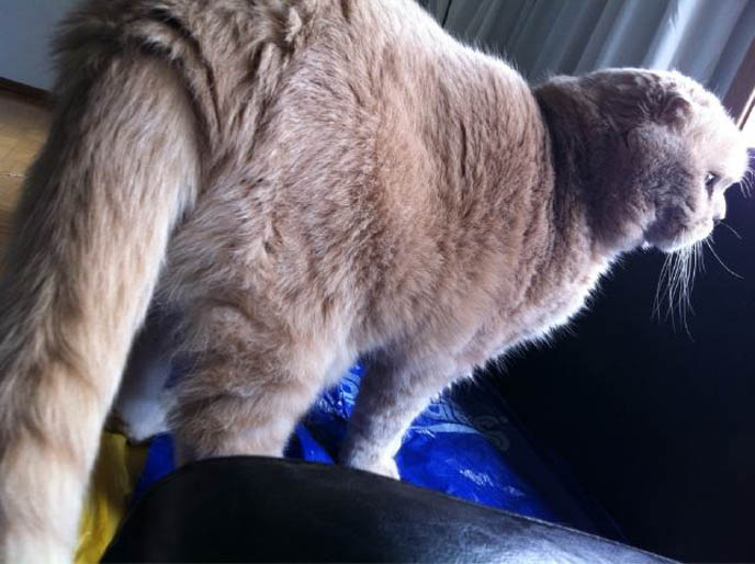 Cutest Scottish Fold Cat In The World Basil Farrow Cute Cats