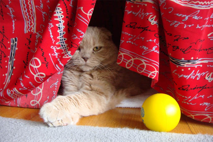 CAT HIDING SPOTS, WHY DO CATS LIKE TO HIDE IN CLOSETS, SMALL SPACES. FUNNY PET BEHAVIORS. LION CUB, BABY BEAR: FAT FACED CAT PLAYING WITH MOUSE, PET KITTEN, YELLOW FUR & BIG EYES. SCOTTISH FOLD cat kitty cute kittens funny meow cats neko scottish folds munchkin british shorthair baby cutest kawaii maru fat basil farrow playing meowing sounds vocals noises toys games pets lolcat adorable lacarmina la carmina tiger cub lion round face furry soft fuzzy 猫 ペット ムービー スコティッシュフォールド ScottishFold 高いところから降りられない猫, funny looking cat, folded ears, earless cat, no ears, purebred cats, cute pets, pet contest, show cat winner, award winning cats, celebrity kitty, neko, basil farrow, Ronan Farrow, mia farrow, lacarmina, la carmina, famous cats, adorable klitty, funny pet photos. VIDEO OF CUTEST SCOTTISH FOLD CAT EVER, CUTE BRITISH SHORTHAIR MUNCHKIN, SHORT LEGS BREED OF CATS.