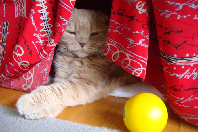 CAT HIDING SPOTS, WHY DO CATS LIKE TO HIDE IN CLOSETS, SMALL SPACES. FUNNY PET BEHAVIORS. LION CUB, BABY BEAR: FAT FACED CAT PLAYING WITH MOUSE, PET KITTEN, YELLOW FUR & BIG EYES. SCOTTISH FOLD cat kitty cute kittens funny meow cats neko scottish folds munchkin british shorthair baby cutest kawaii maru fat basil farrow playing meowing sounds vocals noises toys games pets lolcat adorable lacarmina la carmina tiger cub lion round face furry soft fuzzy 猫 ペット ムービー スコティッシュフォールド ScottishFold 高いところから降りられない猫, funny looking cat, folded ears, earless cat, no ears, purebred cats, cute pets, pet contest, show cat winner, award winning cats, celebrity kitty, neko, basil farrow, Ronan Farrow, mia farrow, lacarmina, la carmina, famous cats, adorable klitty, funny pet photos. VIDEO OF CUTEST SCOTTISH FOLD CAT EVER, CUTE BRITISH SHORTHAIR MUNCHKIN, SHORT LEGS BREED OF CATS.