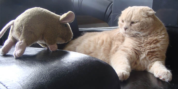 LION CUB, BABY BEAR: FAT FACED CAT PLAYING WITH MOUSE, PET KITTEN, YELLOW FUR & BIG EYES. SCOTTISH FOLD cat kitty cute kittens funny meow cats neko scottish folds munchkin british shorthair baby cutest kawaii maru fat basil farrow playing meowing sounds vocals noises toys games pets lolcat adorable lacarmina la carmina tiger cub lion round face furry soft fuzzy 猫 ペット ムービー スコティッシュフォールド ScottishFold 高いところから降りられない猫, funny looking cat, folded ears, earless cat, no ears, purebred cats, cute pets, pet contest, show cat winner, award winning cats, celebrity kitty, neko, basil farrow, Ronan Farrow, mia farrow, lacarmina, la carmina, famous cats, adorable klitty, funny pet photos. VIDEO OF CUTEST SCOTTISH FOLD CAT EVER, CUTE BRITISH SHORTHAIR MUNCHKIN, SHORT LEGS BREED OF CATS.