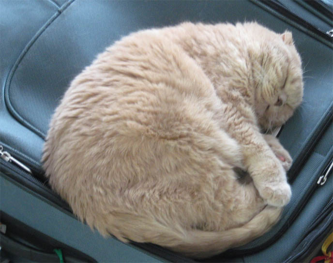 WHY DO CATS SIT ON SUITCASES & KNOW WHEN OWNERS ARE GOING AWAY ON TRIPS? FELINE CAT INTUITION, SIXTH SENSE. ROUND FAT CAT WORRY FACE, MARKINGS ON SCOTTISH FOLD CAT. M SHAPE ON FOREHEAD, TIGER STRIPES FUR COAT. cat kitty cute kittens funny meow cats neko scottish folds fold munchkin british shorthair baby cutest kawaii maru fat basil farrow playing meowing sounds vocals noises toys games pets lolcat adorable lacarmina la carmina tiger cub lion round face furry soft fuzzy 猫 ペット ムービー スコティッシュフォールド ScottishFold 高いところから降りられない猫, funny looking cat, folded ears, earless cat, no ears, purebred cats, cute pets, pet contest, show cat winner, award winning cats, celebrity kitty, neko, basil farrow, Ronan Farrow, mia farrow, lacarmina, la carmina, famous cats, adorable klitty, funny pet photos. VIDEO OF CUTEST SCOTTISH FOLD CAT EVER, CUTE BRITISH SHORTHAIR MUNCHKIN, SHORT LEGS BREED OF CATS.