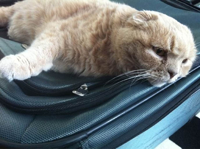 ROUND FAT CAT WORRY FACE, MARKINGS ON SCOTTISH FOLD CAT. M SHAPE ON FOREHEAD, TIGER STRIPES FUR COAT. cat kitty cute kittens funny meow cats neko scottish folds fold munchkin british shorthair baby cutest kawaii maru fat basil farrow playing meowing sounds vocals noises toys games pets lolcat adorable lacarmina la carmina tiger cub lion round face furry soft fuzzy 猫 ペット ムービー スコティッシュフォールド ScottishFold 高いところから降りられない猫, funny looking cat, folded ears, earless cat, no ears, purebred cats, cute pets, pet contest, show cat winner, award winning cats, celebrity kitty, neko, basil farrow, Ronan Farrow, mia farrow, lacarmina, la carmina, famous cats, adorable klitty, funny pet photos. VIDEO OF CUTEST SCOTTISH FOLD CAT EVER, CUTE BRITISH SHORTHAIR MUNCHKIN, SHORT LEGS BREED OF CATS.