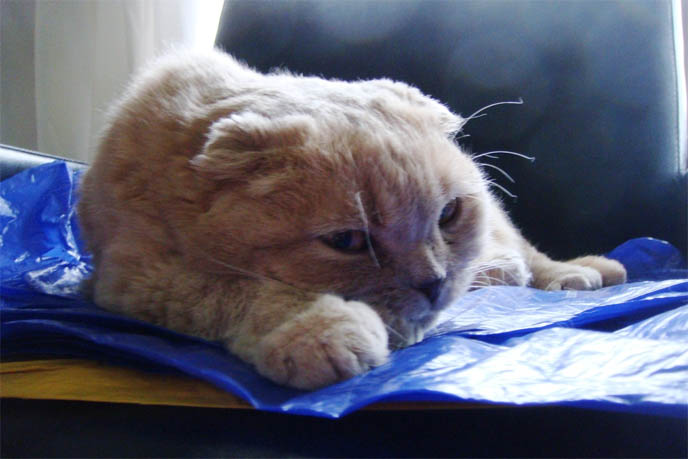 SMARTEST BREED OF CATS, SCOTTISH FOLD. CAT IQ, INTELLIGENCE QUOTIENT, MEASURING SMARTNESS OF ANIMALS. CAT TUMMY RUB, SCOTTISH FOLD LYING UPSIDE-DOWN, STOMACH IN AIR. SILLY AFFECTIONATE CATS. PET KITTEN, YELLOW FUR & BIG EYES. SCOTTISH FOLD cat kitty cute kittens funny meow cats neko scottish folds munchkin british shorthair baby cutest kawaii maru fat basil farrow playing meowing sounds vocals noises toys games pets lolcat adorable lacarmina la carmina tiger cub lion round face furry soft fuzzy 猫 ペット ムービー スコティッシュフォールド ScottishFold 高いところから降りられない猫, funny looking cat, folded ears, earless cat, no ears, purebred cats, cute pets, pet contest, show cat winner, award winning cats, celebrity kitty, neko, basil farrow, Ronan Farrow, mia farrow, lacarmina, la carmina, famous cats, adorable klitty, funny pet photos. VIDEO OF CUTEST SCOTTISH FOLD CAT EVER, CUTE BRITISH SHORTHAIR MUNCHKIN, SHORT LEGS BREED OF CATS.