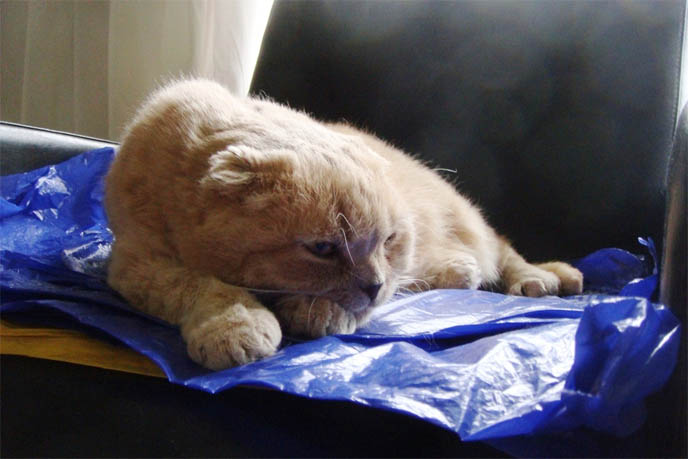 SMARTEST BREED OF CATS, SCOTTISH FOLD. CAT IQ, INTELLIGENCE QUOTIENT, MEASURING SMARTNESS OF ANIMALS. CAT TUMMY RUB, SCOTTISH FOLD LYING UPSIDE-DOWN, STOMACH IN AIR. SILLY AFFECTIONATE CATS. PET KITTEN, YELLOW FUR & BIG EYES. SCOTTISH FOLD cat kitty cute kittens funny meow cats neko scottish folds munchkin british shorthair baby cutest kawaii maru fat basil farrow playing meowing sounds vocals noises toys games pets lolcat adorable lacarmina la carmina tiger cub lion round face furry soft fuzzy 猫 ペット ムービー スコティッシュフォールド ScottishFold 高いところから降りられない猫, funny looking cat, folded ears, earless cat, no ears, purebred cats, cute pets, pet contest, show cat winner, award winning cats, celebrity kitty, neko, basil farrow, Ronan Farrow, mia farrow, lacarmina, la carmina, famous cats, adorable klitty, funny pet photos. VIDEO OF CUTEST SCOTTISH FOLD CAT EVER, CUTE BRITISH SHORTHAIR MUNCHKIN, SHORT LEGS BREED OF CATS.