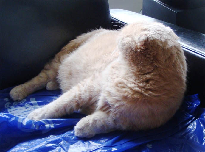 SMARTEST BREED OF CATS, SCOTTISH FOLD. CAT IQ, INTELLIGENCE QUOTIENT, MEASURING SMARTNESS OF ANIMALS. CAT TUMMY RUB, SCOTTISH FOLD LYING UPSIDE-DOWN, STOMACH IN AIR. SILLY AFFECTIONATE CATS. PET KITTEN, YELLOW FUR & BIG EYES. SCOTTISH FOLD cat kitty cute kittens funny meow cats neko scottish folds munchkin british shorthair baby cutest kawaii maru fat basil farrow playing meowing sounds vocals noises toys games pets lolcat adorable lacarmina la carmina tiger cub lion round face furry soft fuzzy 猫 ペット ムービー スコティッシュフォールド ScottishFold 高いところから降りられない猫, funny looking cat, folded ears, earless cat, no ears, purebred cats, cute pets, pet contest, show cat winner, award winning cats, celebrity kitty, neko, basil farrow, Ronan Farrow, mia farrow, lacarmina, la carmina, famous cats, adorable klitty, funny pet photos. VIDEO OF CUTEST SCOTTISH FOLD CAT EVER, CUTE BRITISH SHORTHAIR MUNCHKIN, SHORT LEGS BREED OF CATS.