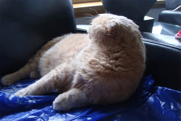 SMARTEST BREED OF CATS, SCOTTISH FOLD. CAT IQ, INTELLIGENCE QUOTIENT, MEASURING SMARTNESS OF ANIMALS. CAT TUMMY RUB, SCOTTISH FOLD LYING UPSIDE-DOWN, STOMACH IN AIR. SILLY AFFECTIONATE CATS. PET KITTEN, YELLOW FUR & BIG EYES. SCOTTISH FOLD cat kitty cute kittens funny meow cats neko scottish folds munchkin british shorthair baby cutest kawaii maru fat basil farrow playing meowing sounds vocals noises toys games pets lolcat adorable lacarmina la carmina tiger cub lion round face furry soft fuzzy 猫 ペット ムービー スコティッシュフォールド ScottishFold 高いところから降りられない猫, funny looking cat, folded ears, earless cat, no ears, purebred cats, cute pets, pet contest, show cat winner, award winning cats, celebrity kitty, neko, basil farrow, Ronan Farrow, mia farrow, lacarmina, la carmina, famous cats, adorable klitty, funny pet photos. VIDEO OF CUTEST SCOTTISH FOLD CAT EVER, CUTE BRITISH SHORTHAIR MUNCHKIN, SHORT LEGS BREED OF CATS.