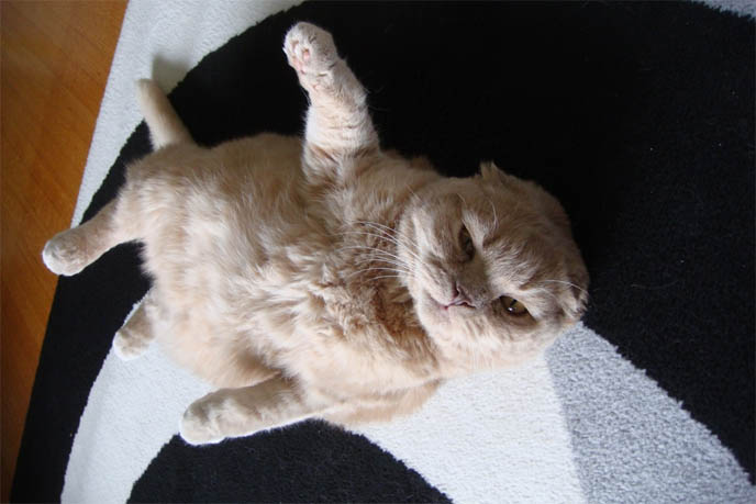 CAT TUMMY RUB, SCOTTISH FOLD LYING UPSIDE-DOWN, STOMACH IN AIR. SILLY AFFECTIONATE CATS. PET KITTEN, YELLOW FUR & BIG EYES. SCOTTISH FOLD cat kitty cute kittens funny meow cats neko scottish folds munchkin british shorthair baby cutest kawaii maru fat basil farrow playing meowing sounds vocals noises toys games pets lolcat adorable lacarmina la carmina tiger cub lion round face furry soft fuzzy 猫 ペット ムービー スコティッシュフォールド ScottishFold 高いところから降りられない猫, funny looking cat, folded ears, earless cat, no ears, purebred cats, cute pets, pet contest, show cat winner, award winning cats, celebrity kitty, neko, basil farrow, Ronan Farrow, mia farrow, lacarmina, la carmina, famous cats, adorable klitty, funny pet photos. VIDEO OF CUTEST SCOTTISH FOLD CAT EVER, CUTE BRITISH SHORTHAIR MUNCHKIN, SHORT LEGS BREED OF CATS.
