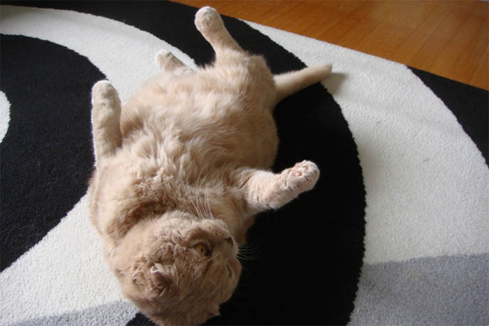 CAT TUMMY RUB, SCOTTISH FOLD LYING UPSIDE-DOWN, STOMACH IN AIR. SILLY AFFECTIONATE CATS. PET KITTEN, YELLOW FUR & BIG EYES. SCOTTISH FOLD cat kitty cute kittens funny meow cats neko scottish folds munchkin british shorthair baby cutest kawaii maru fat basil farrow playing meowing sounds vocals noises toys games pets lolcat adorable lacarmina la carmina tiger cub lion round face furry soft fuzzy 猫 ペット ムービー スコティッシュフォールド ScottishFold 高いところから降りられない猫, funny looking cat, folded ears, earless cat, no ears, purebred cats, cute pets, pet contest, show cat winner, award winning cats, celebrity kitty, neko, basil farrow, Ronan Farrow, mia farrow, lacarmina, la carmina, famous cats, adorable klitty, funny pet photos. VIDEO OF CUTEST SCOTTISH FOLD CAT EVER, CUTE BRITISH SHORTHAIR MUNCHKIN, SHORT LEGS BREED OF CATS.