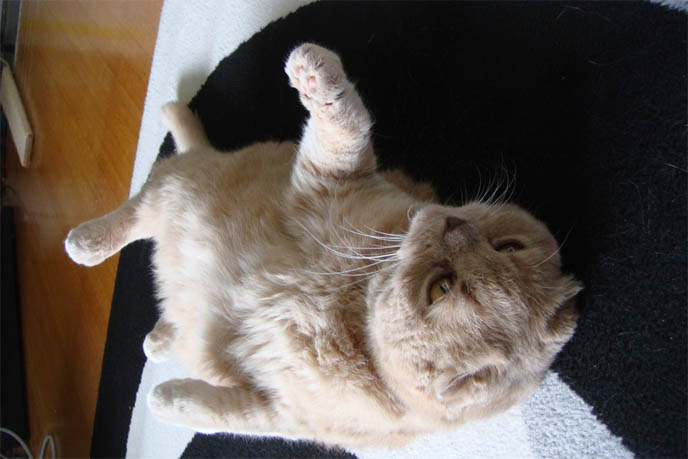 CAT TUMMY RUB, SCOTTISH FOLD LYING UPSIDE-DOWN, STOMACH IN AIR. SILLY AFFECTIONATE CATS. PET KITTEN, YELLOW FUR & BIG EYES. SCOTTISH FOLD cat kitty cute kittens funny meow cats neko scottish folds munchkin british shorthair baby cutest kawaii maru fat basil farrow playing meowing sounds vocals noises toys games pets lolcat adorable lacarmina la carmina tiger cub lion round face furry soft fuzzy 猫 ペット ムービー スコティッシュフォールド ScottishFold 高いところから降りられない猫, funny looking cat, folded ears, earless cat, no ears, purebred cats, cute pets, pet contest, show cat winner, award winning cats, celebrity kitty, neko, basil farrow, Ronan Farrow, mia farrow, lacarmina, la carmina, famous cats, adorable klitty, funny pet photos. VIDEO OF CUTEST SCOTTISH FOLD CAT EVER, CUTE BRITISH SHORTHAIR MUNCHKIN, SHORT LEGS BREED OF CATS.