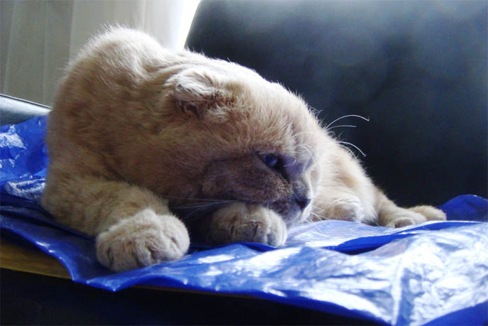 ROUND FAT CAT WORRY FACE, MARKINGS ON SCOTTISH FOLD CAT. M SHAPE ON FOREHEAD, TIGER STRIPES FUR COAT. cat kitty cute kittens funny meow cats neko scottish folds fold munchkin british shorthair baby cutest kawaii maru fat basil farrow playing meowing sounds vocals noises toys games pets lolcat adorable lacarmina la carmina tiger cub lion round face furry soft fuzzy 猫 ペット ムービー スコティッシュフォールド ScottishFold 高いところから降りられない猫, funny looking cat, folded ears, earless cat, no ears, purebred cats, cute pets, pet contest, show cat winner, award winning cats, celebrity kitty, neko, basil farrow, Ronan Farrow, mia farrow, lacarmina, la carmina, famous cats, adorable klitty, funny pet photos. VIDEO OF CUTEST SCOTTISH FOLD CAT EVER, CUTE BRITISH SHORTHAIR MUNCHKIN, SHORT LEGS BREED OF CATS.