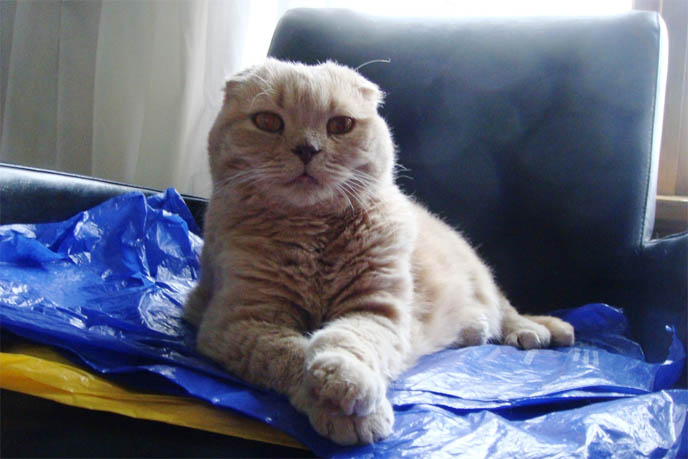 ROUND FAT CAT WORRY FACE, MARKINGS ON SCOTTISH FOLD CAT. M SHAPE ON FOREHEAD, TIGER STRIPES FUR COAT. cat kitty cute kittens funny meow cats neko scottish folds fold munchkin british shorthair baby cutest kawaii maru fat basil farrow playing meowing sounds vocals noises toys games pets lolcat adorable lacarmina la carmina tiger cub lion round face furry soft fuzzy 猫 ペット ムービー スコティッシュフォールド ScottishFold 高いところから降りられない猫, funny looking cat, folded ears, earless cat, no ears, purebred cats, cute pets, pet contest, show cat winner, award winning cats, celebrity kitty, neko, basil farrow, Ronan Farrow, mia farrow, lacarmina, la carmina, famous cats, adorable klitty, funny pet photos. VIDEO OF CUTEST SCOTTISH FOLD CAT EVER, CUTE BRITISH SHORTHAIR MUNCHKIN, SHORT LEGS BREED OF CATS.